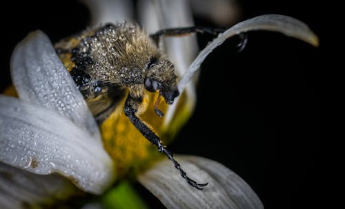 棕色和黃色的蜜蜂，在白色和黃色的花朵特寫攝影