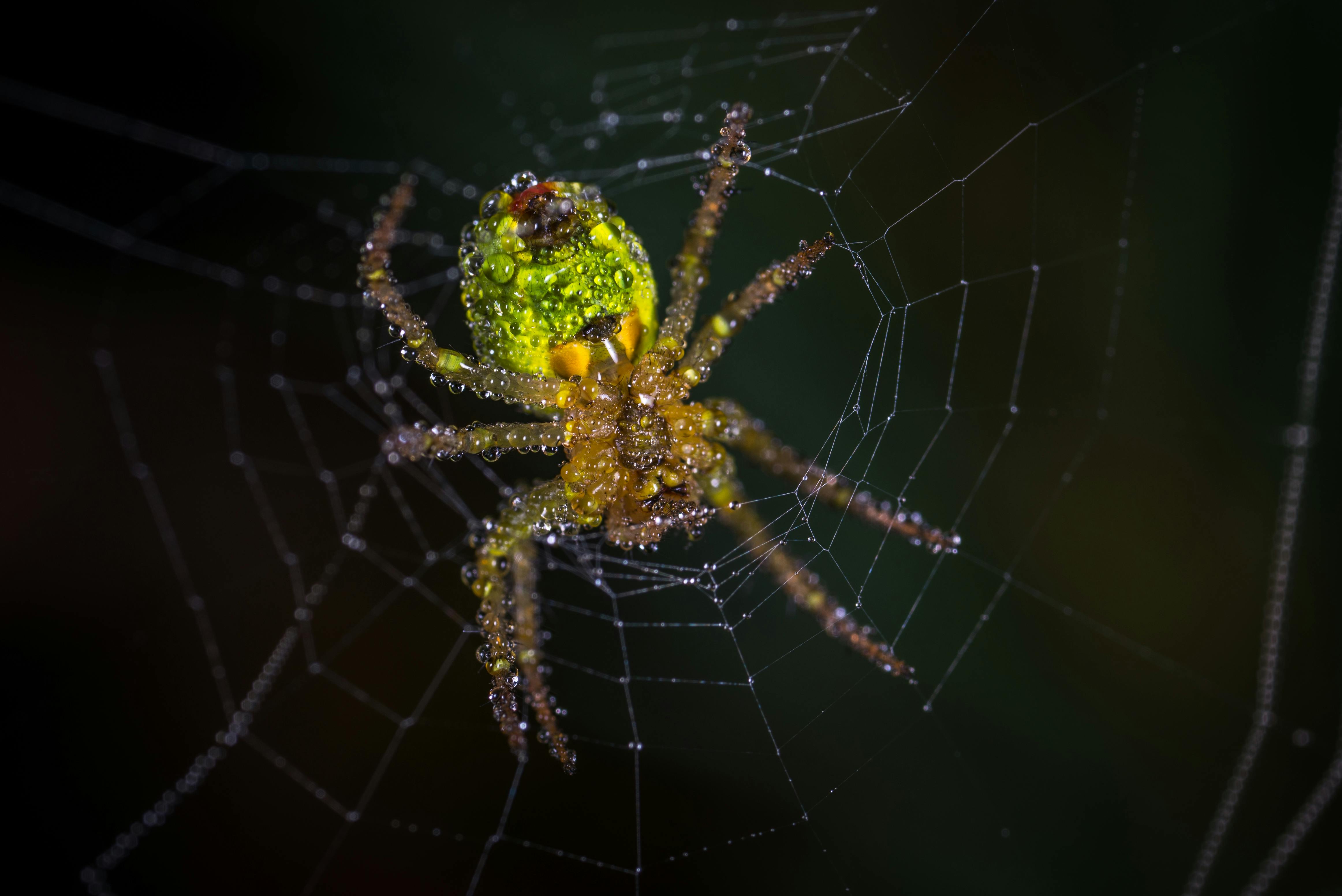 Yellow And Green Spider Free Stock Photo   Pexels Photo 762876 