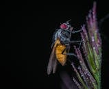 这张宏观照片详细展示了一只橙色苍蝇栖息在植物上的复杂细节和纹理