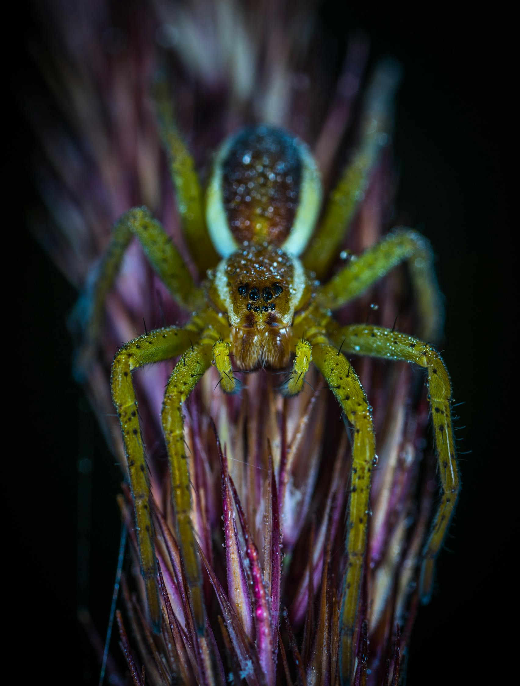 Macro Photography of Lynx Spider · Free Stock Photo