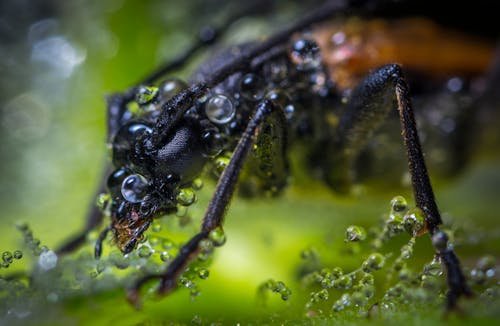 Макросъемка бурого жука с каплями росы
