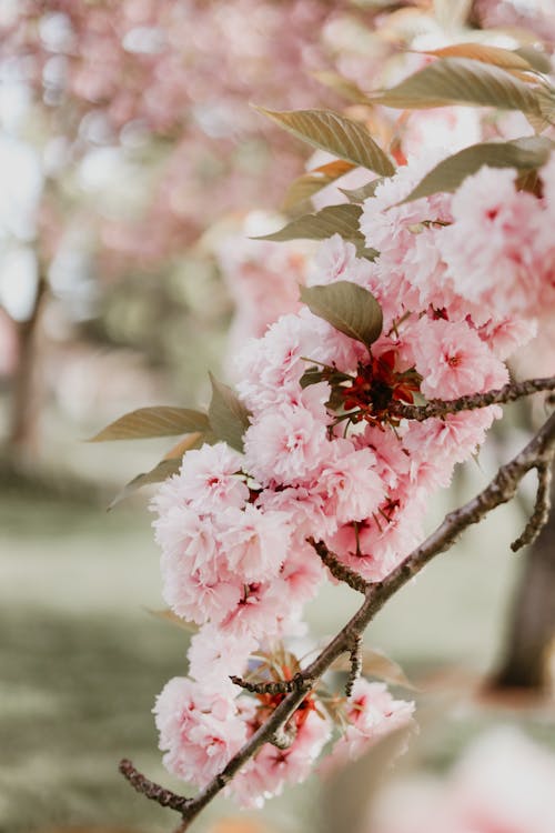 Безкоштовне стокове фото на тему «вертикальні постріл, весна, вишневий цвіт» стокове фото