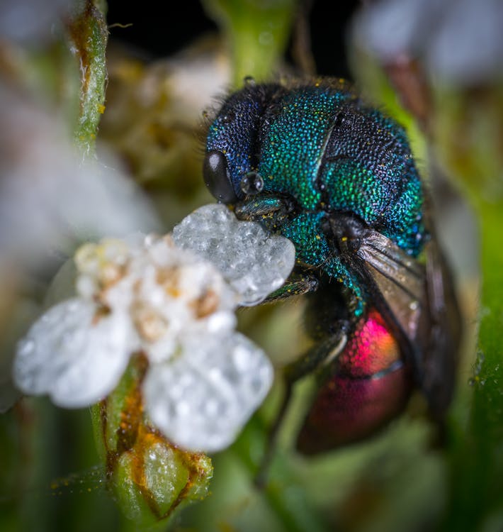 Blue and Red Cuckoo Wasp in Closeup Photo