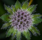 蓟花的宏观镜头下，露珠点缀在花瓣上，展现了大自然错综复杂的美丽