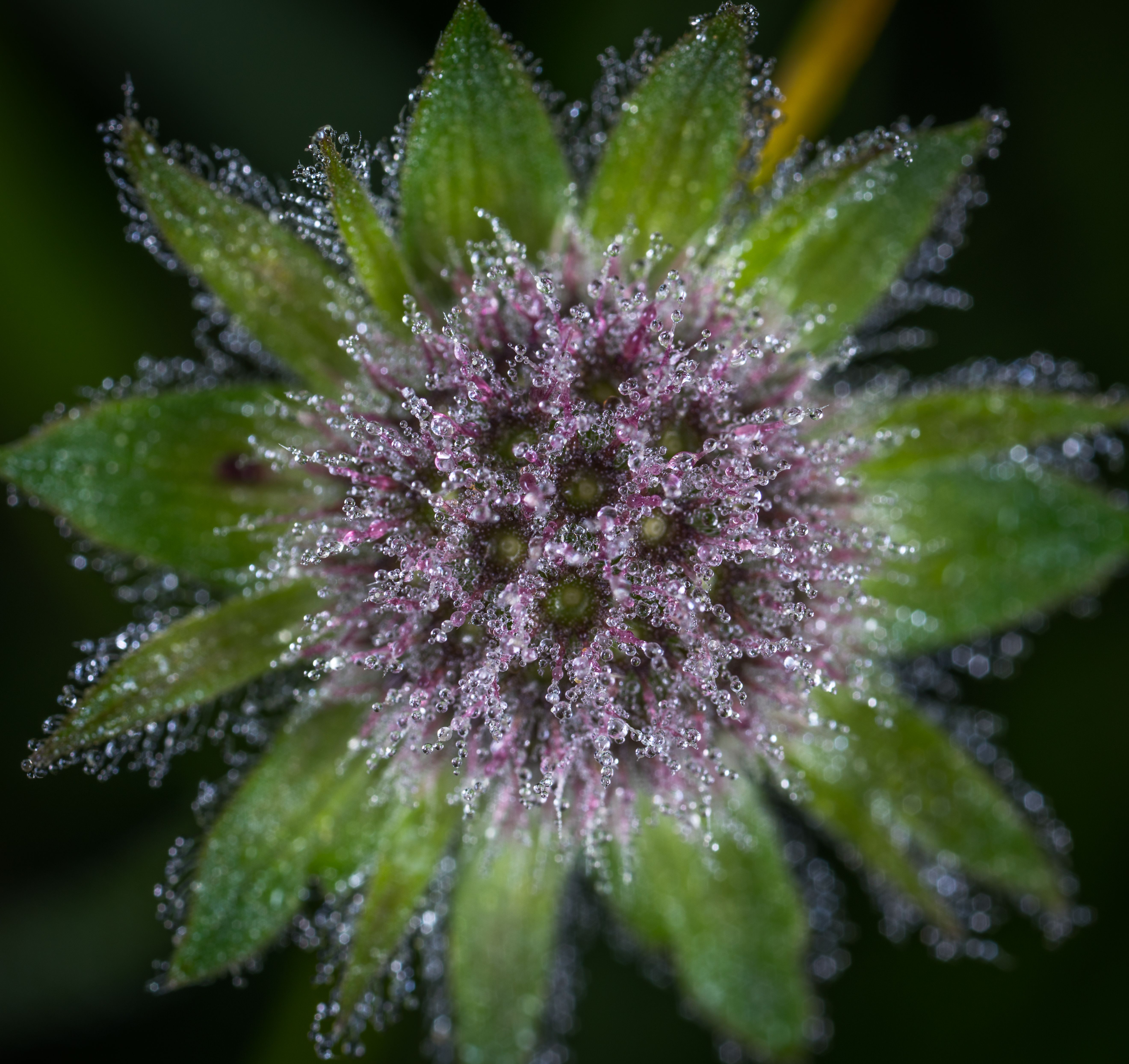 Close Up Photo Of Purple Flower With Dew Free Stock Photo