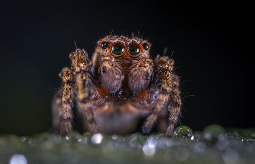 бесплатная макро фотография коричневого паука скакуна Стоковое фото