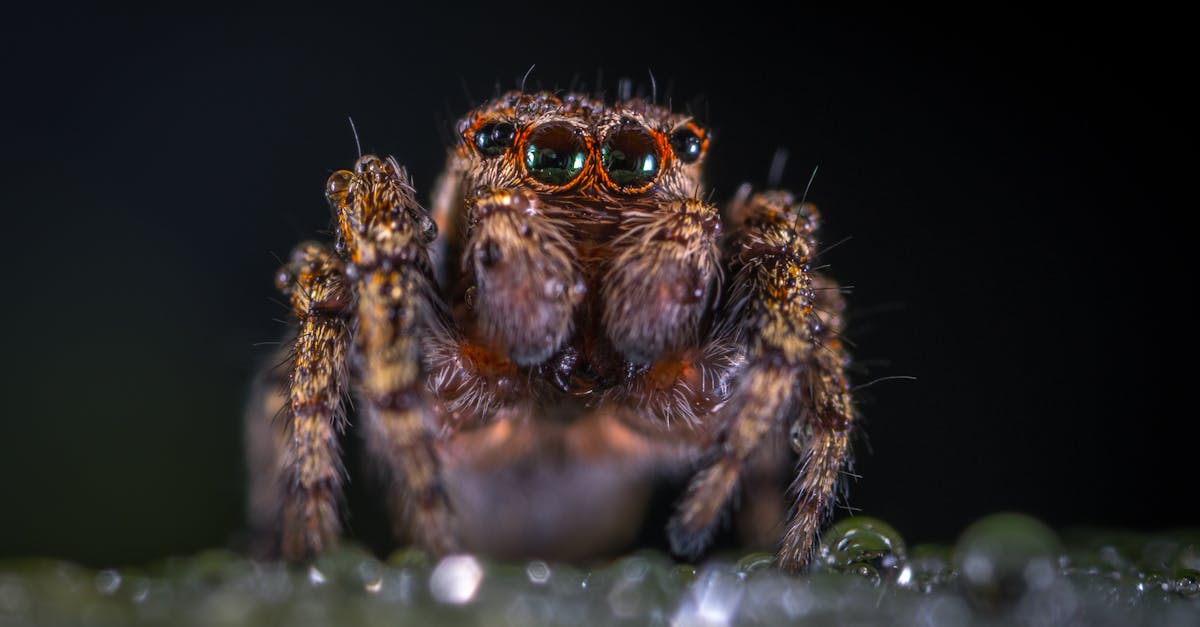 Macro Photography of Brown Jumping Spider