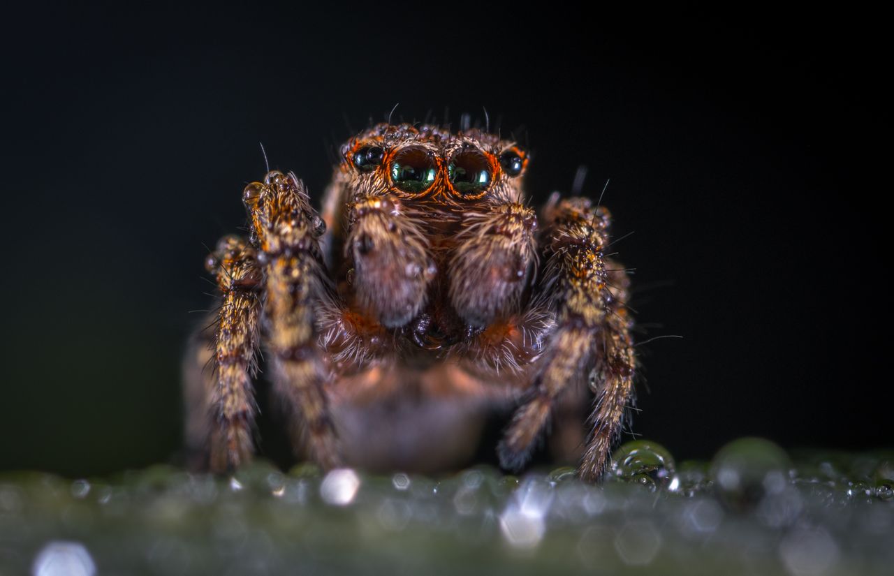 captivating macro shot of a jumping spider with dew showcasing intrica