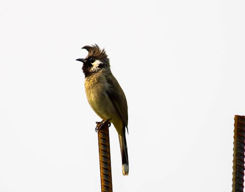 Gratis lagerfoto af fuglekiggeri, fuglfotografi, himalaya