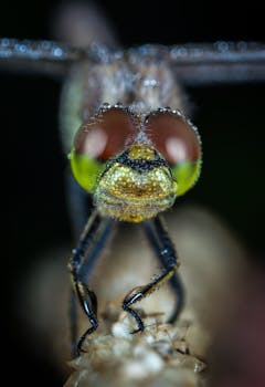 一张铅笔的宏观特写图像，覆盖着露珠，细节引人注目