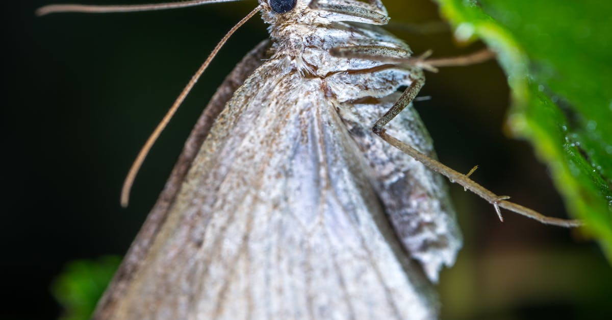 Gray Butterfly in Closeup Photo