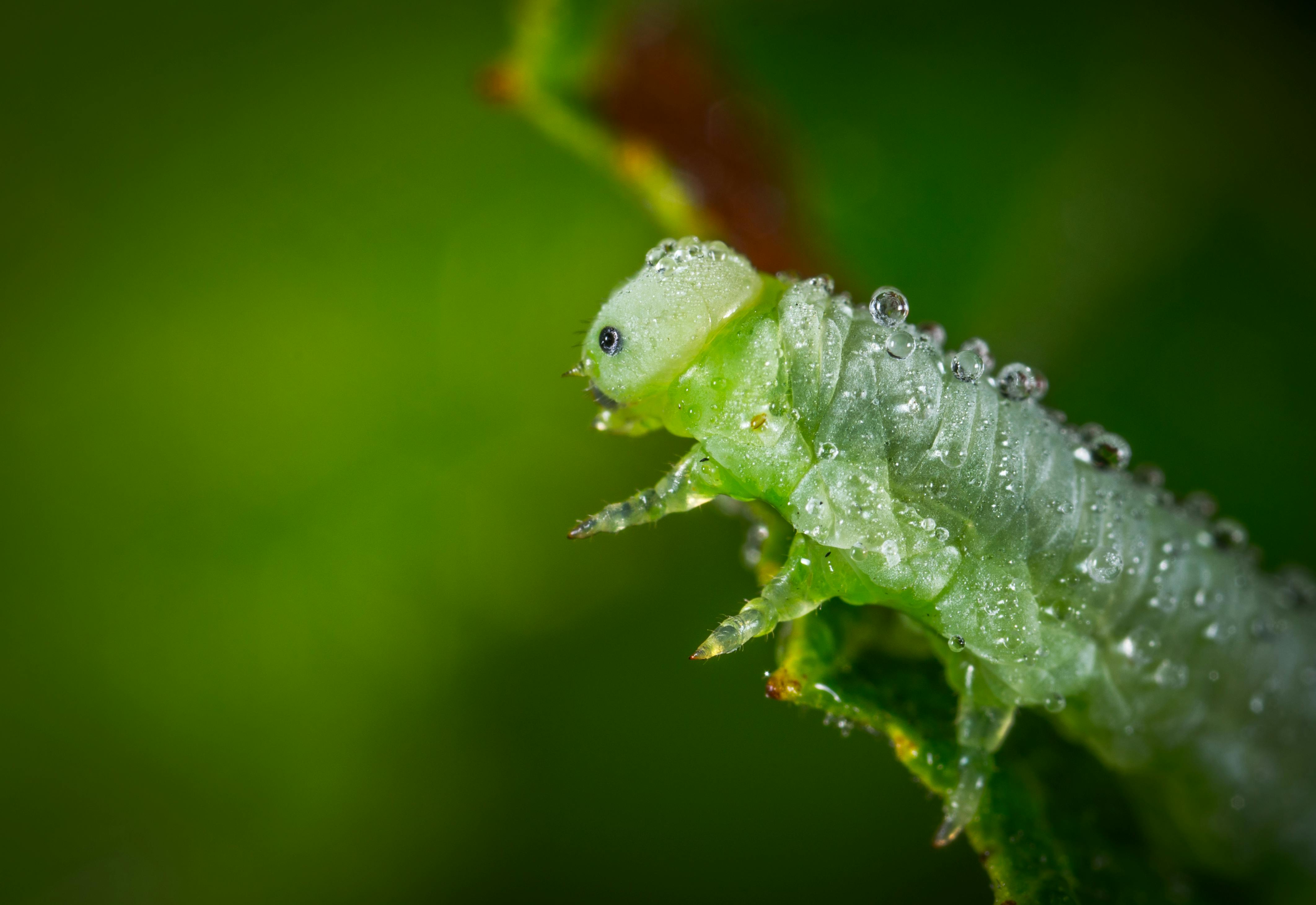 green caterpillar