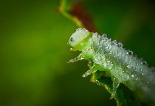 Free Green Caterpillar Stock Photo