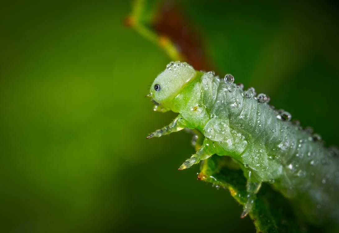 Základová fotografie zdarma na téma bezobratlí, biologie, déšť