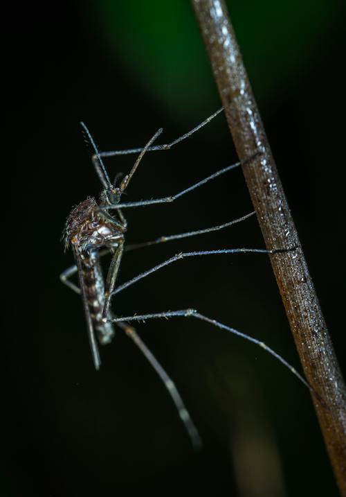Free Black Mosquito Closeup Photo Stock Photo