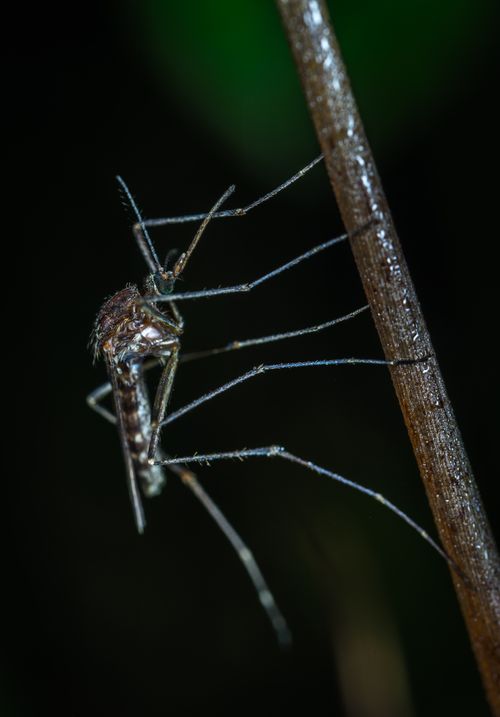Mosquito, a common pest treated with mosquito management