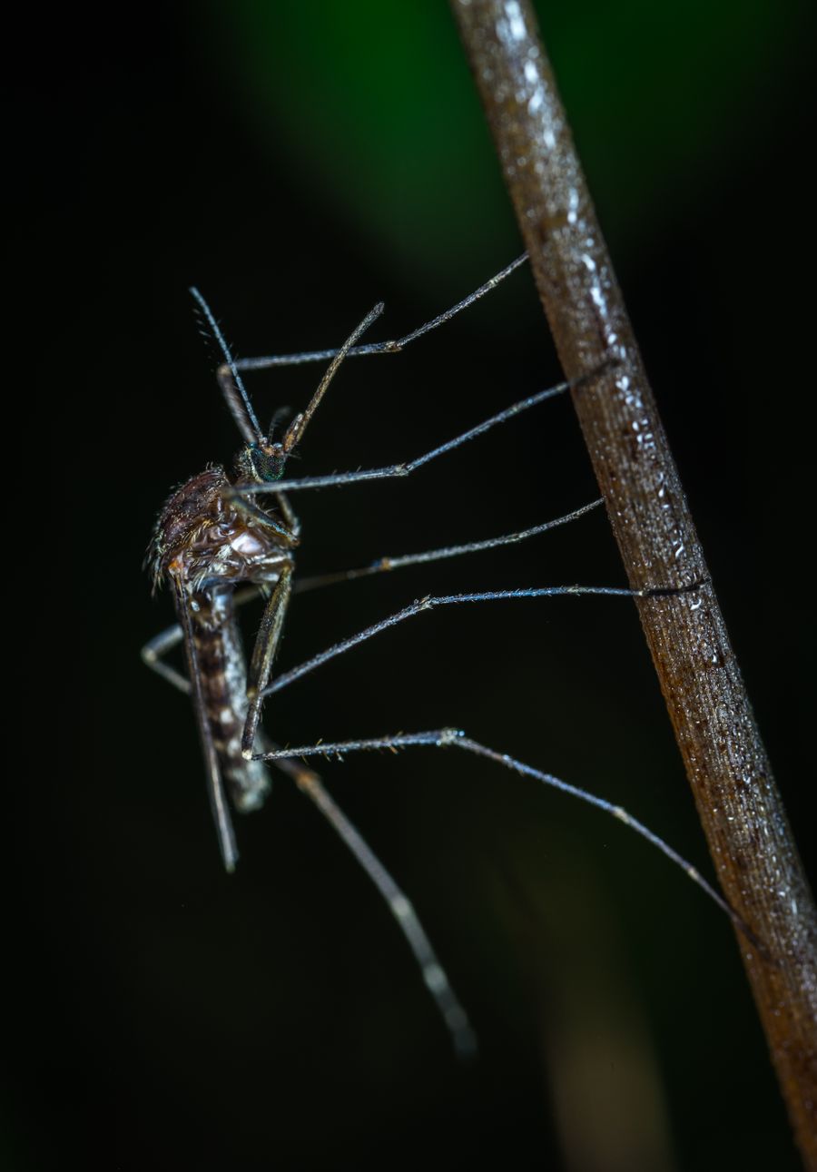 Macro photograph of a mosquito, addressed through Wheeling Pest Control's mosquito management service