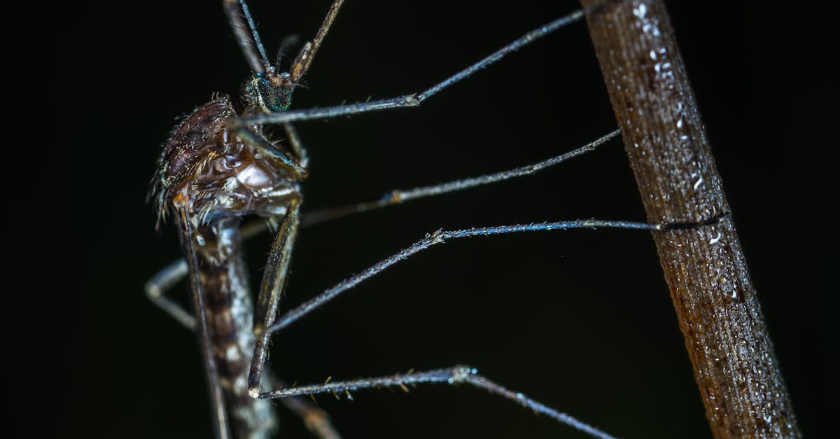 Black Mosquito Closeup Photo