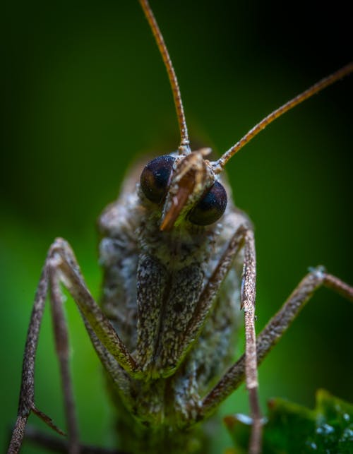 クローズアップ写真の茶色の昆虫