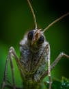 蚱蜢微距摄影特写，重点突出眼睛和触角