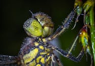 这张蜻蜓的宏观特写照片中，身体和翅膀上布满晶莹的露珠，展现了大自然精妙的美丽