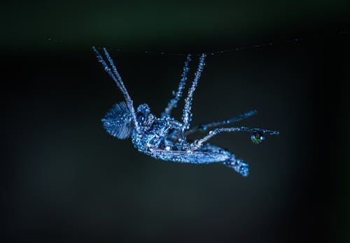 Fotobanka s bezplatnými fotkami na tému bezstavovce, biológia, dážď