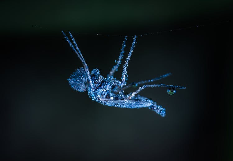 Macro Shot Of Gray Crawling Insect