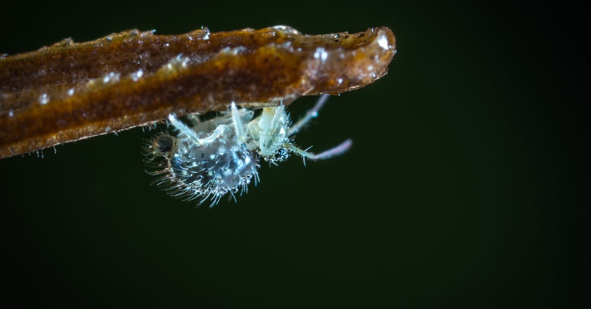 Shifter Insect Tilt Shift Lens Photography of Gray Insect · Free Stock Photo