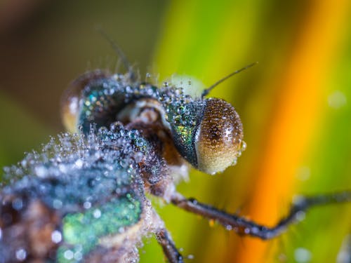 gratis Tilt Shift Lens Fotografie Van Bruin En Zwart Insect Stockfoto