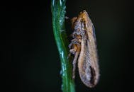 宏观镜头下，一只蛙栖息在露珠般的绿叶上，描绘了大自然错综复杂的细节