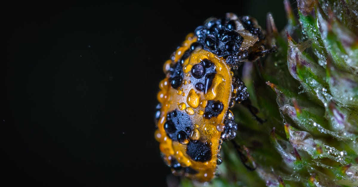 Yellow and Black Bug With Water Drops in Macro Shot