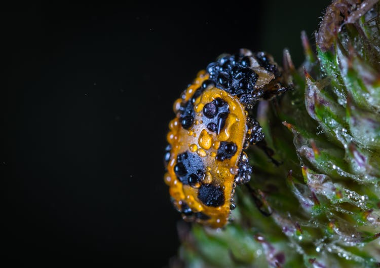 Yellow And Black Bug With Water Drops In Macro Shot