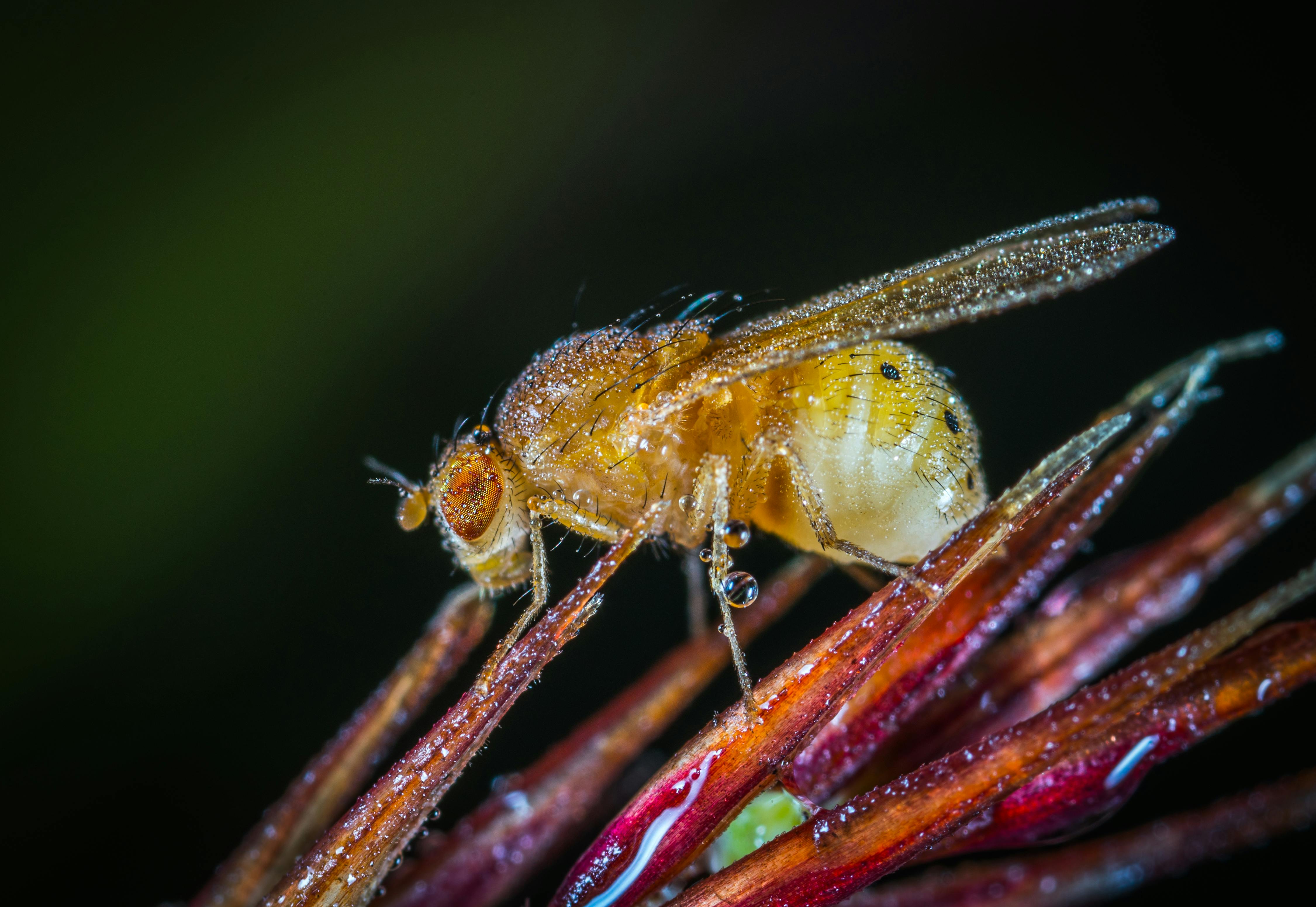 Yellow Winged Insect Closeup Photography · Free Stock Photo