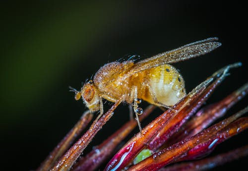 Gratuit Photographie En Gros Plan D'insectes Ailés Jaunes Photos