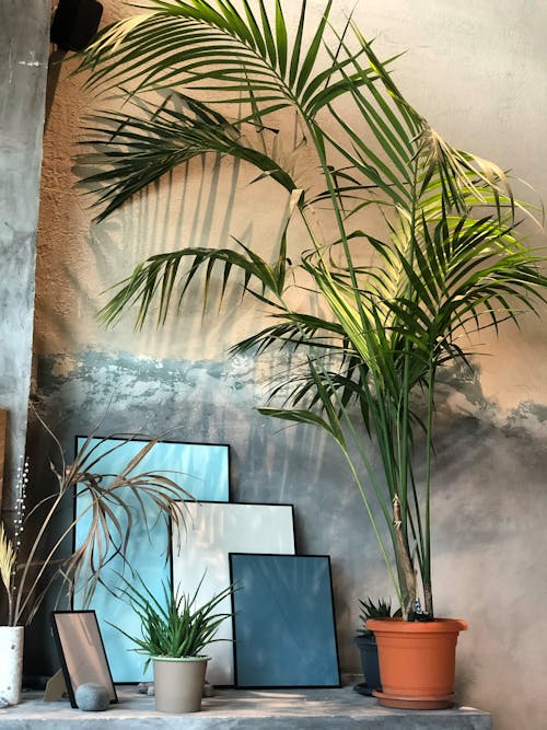 Gratis arkivbilde med Aloe vera, gryter, innendørs