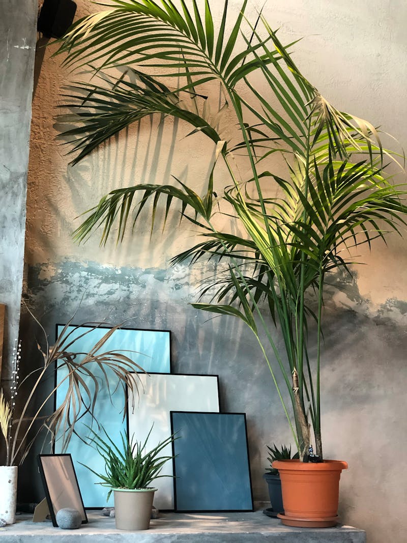 Palm Corner Styling