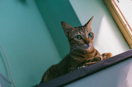 Free Close-up Photo of a Cat Stock Photo