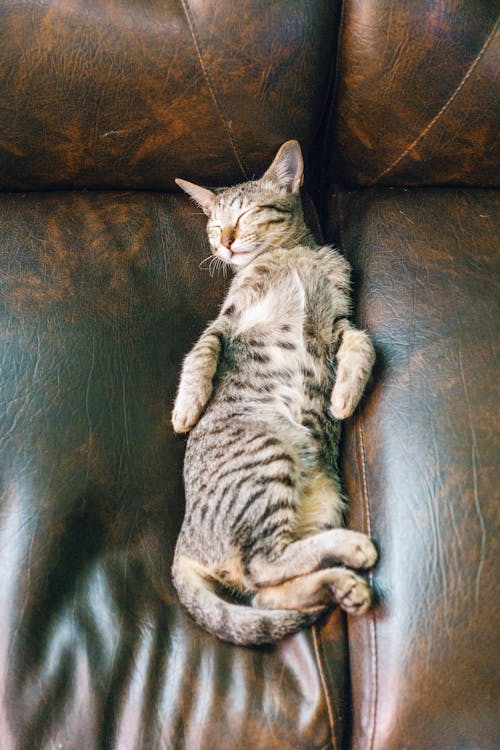 Free Gray Tabby Cat Sleeping On Leather Sofa Stock Photo