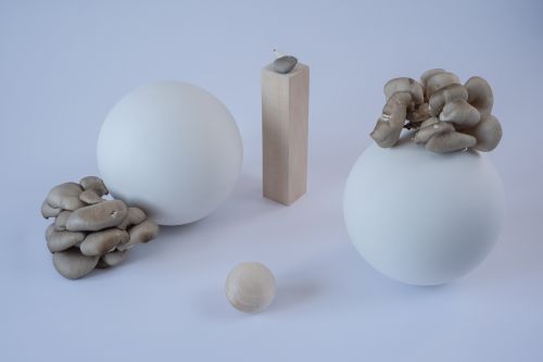 Free Artistic arrangement of white spheres and fungi on a neutral background. Stock Photo
