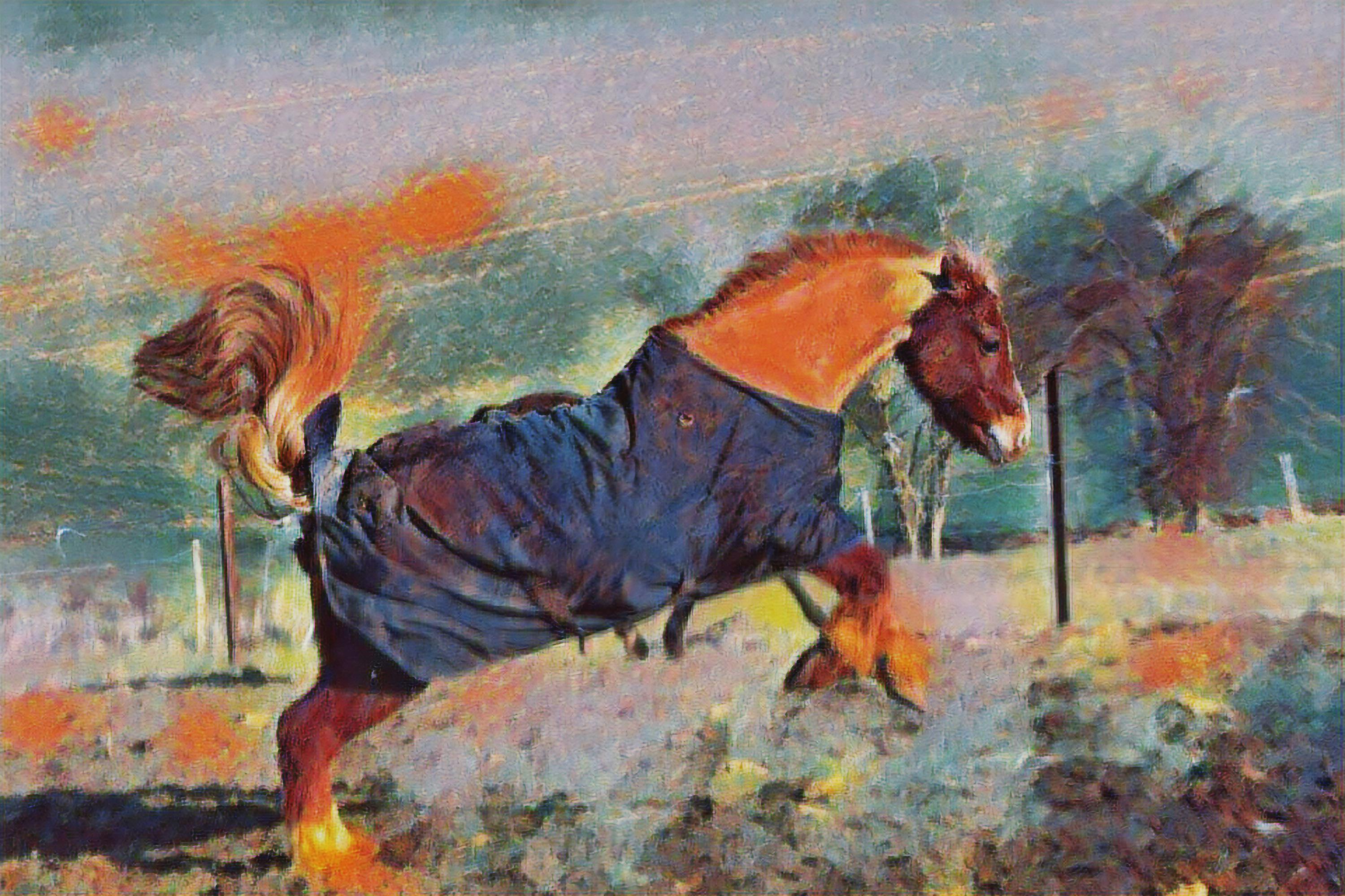 Free stock photo of brown horse, cover, horse