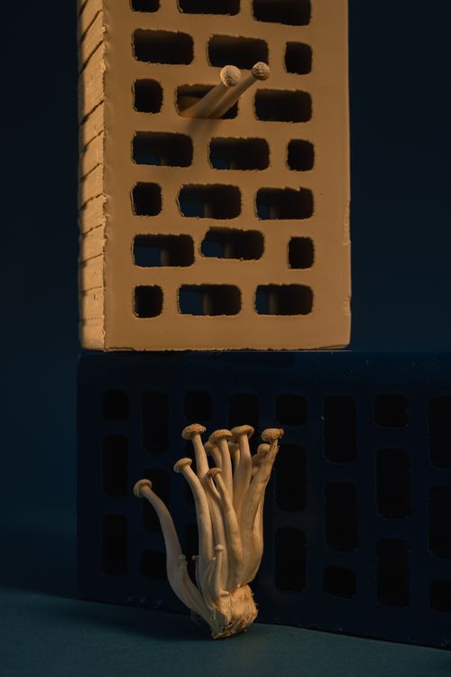 Free Artistic arrangement of bricks and enoki mushrooms creating a modern still life composition. Stock Photo