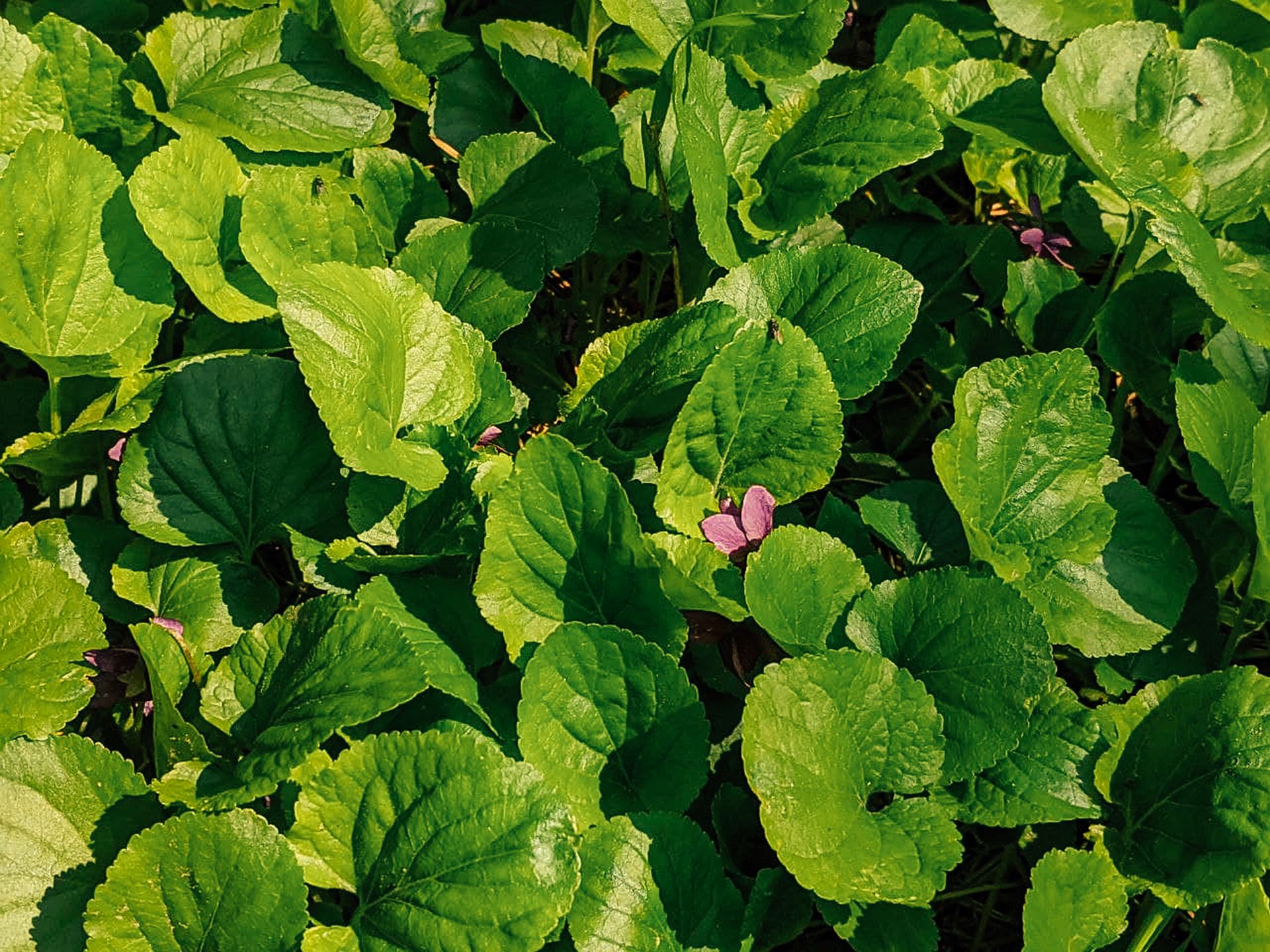 From above of lush green leaves of viola plant with small flowers growing in garden with bright sunlight in countryside
