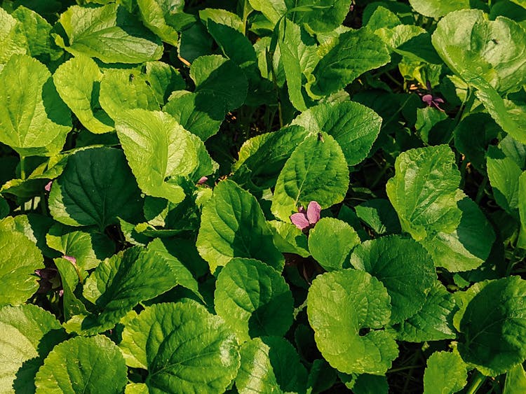 Green Leaves Of Viola Plant