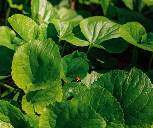 Ladybug sitting on viola plant