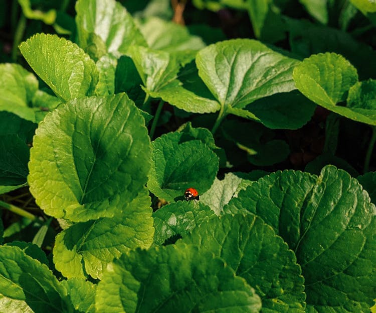 Ladybug Sitting On Viola Plant