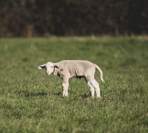 Gratis stockfoto met baby schapen, beest, dierenfotografie