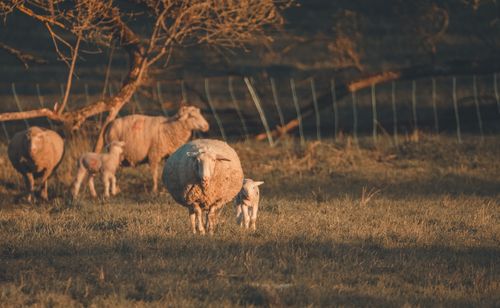 Free A serene scene of sheep and lambs grazing in a pasture during sunset. Tranquil rural life. Stock Photo