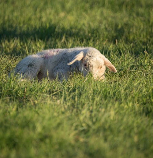 White Sheep Lying on Green Grass Field