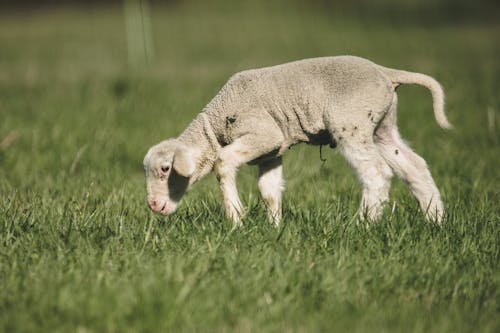 Free Baby Lamb on Green Grass Stock Photo
