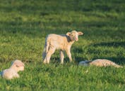 Baby Sheep on Green Grass